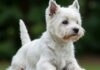 Westie: guida alla razza del terrier scozzese Terrier bianco
