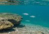 Mediterraneo: allarme per le microplastiche Inquinamento marino