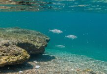 Mediterraneo: allarme per le microplastiche Inquinamento marino