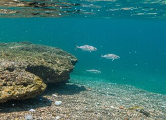 Mediterraneo: allarme per le microplastiche Inquinamento marino