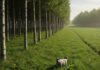 Pianura Padana: un piano per 22 milioni di alberi Boschi urbani