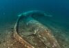 Oceano Indiano: scoperto un cimitero di cetacei Ecosistemi abissali