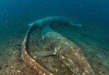 Oceano Indiano: scoperto un cimitero di cetacei Ecosistemi abissali
