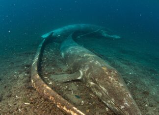 Oceano Indiano: scoperto un cimitero di cetacei Ecosistemi abissali