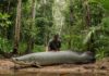 Amazzonia: la pesca gestita salva il pesce gigante Pesca sostenibile
