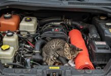 Avellino: salvato un gattino incastrato nel motore Salvataggio animale