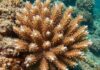 Progetto per salvare il corallo del Mediterraneo Corallo Mediterraneo