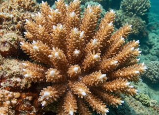 Progetto per salvare il corallo del Mediterraneo Corallo Mediterraneo