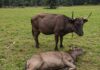 Trento: approvata la caccia al cinghiale con l’arco Caccia arco