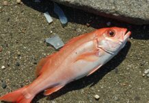 Mediterraneo, tonni contaminati da microplastiche Contaminazione ittica