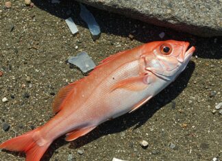 Mediterraneo, tonni contaminati da microplastiche Contaminazione ittica