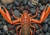 Italia: petizione per riconoscere i crostacei senzienti Crostacei senzienti