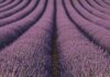 Toscana: la lavanda protegge gli impollinatori Turismo ecologico