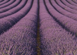 Toscana: la lavanda protegge gli impollinatori Turismo ecologico