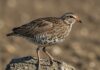 Starna italica: un progetto per riportarla in natura Starna italica