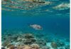 Oceani mondiali in crisi: il nuovo rapporto scientifico Salute oceani