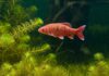 Pesci rossi: una minaccia per gli ecosistemi acquatici Specie aliene