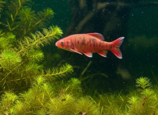 Pesci rossi: una minaccia per gli ecosistemi acquatici Specie aliene