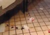Botte con feriti alla pizzeria ‘Il Portico’ a Mondragone. Piatti e bicchieri rotti, cartoni e sedie rovesciate Rissa in pizzeria