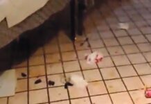Botte con feriti alla pizzeria ‘Il Portico’ a Mondragone. Piatti e bicchieri rotti, cartoni e sedie rovesciate Rissa in pizzeria