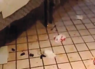 Botte con feriti alla pizzeria ‘Il Portico’ a Mondragone. Piatti e bicchieri rotti, cartoni e sedie rovesciate Rissa in pizzeria