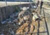 Pozzuoli, blitz contro i veleni: Esercito e Polizia Municipale sequestrano due discariche abusive. Denunciati due imprenditori La polizia municipale di Pozzuoli sul luogo del sequestro