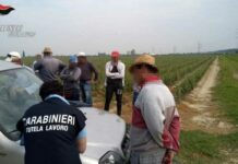 NOMI. Nei campi per pochi euro: 10 indagati. Fino a 80 lavoratori reclutati in strada, trasportati su furgoni e sorvegliati durante la raccolta Caporalato