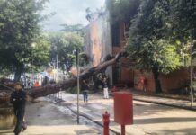Tragedia sfiorata al Cardarelli, crolla un pino secolare: distrutta la pensilina del Padiglione M