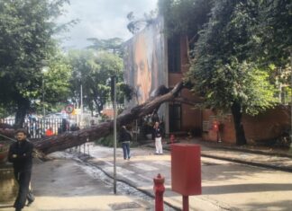 Tragedia sfiorata al Cardarelli, crolla un pino secolare: distrutta la pensilina del Padiglione M